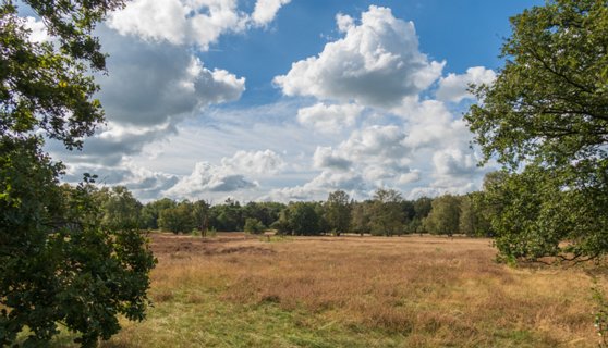 Vasserheide