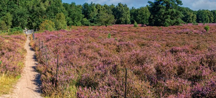 3: 250818-104613_Paardeslenk-Pano