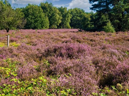 4: 250818-104731_Paardeslenk