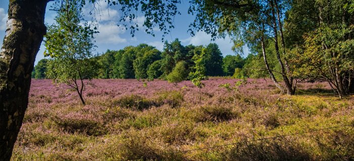 6: 250818-105556_Paardeslenk