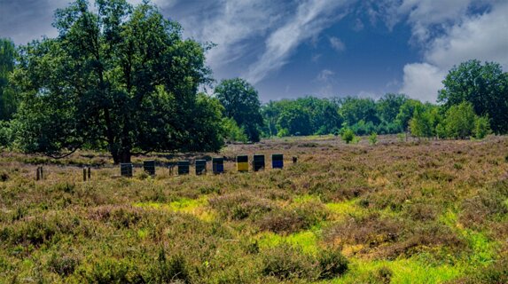 11: 250818-115119_Paardeslenk