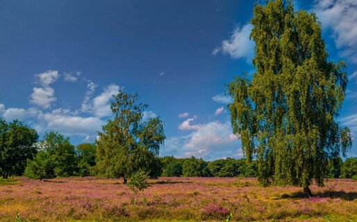 16: 250818-122033_Paardeslenk-Pano