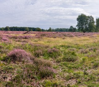 Vasse-heidewandeling