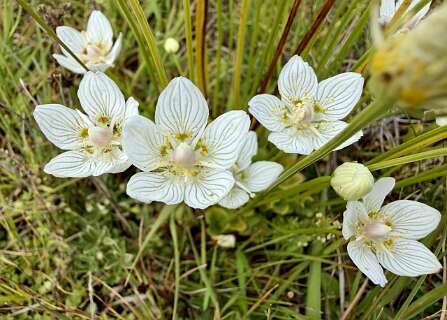 Parnassia