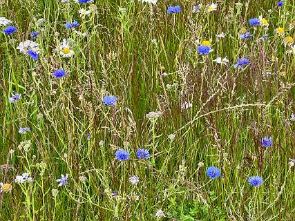 Zandblauwtjes