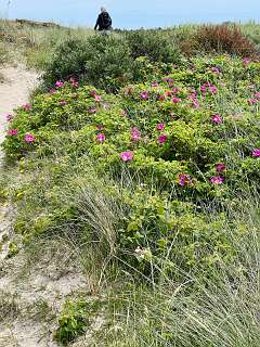 Rosa Rugosa