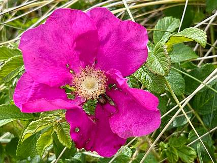 Rosa Rugosa