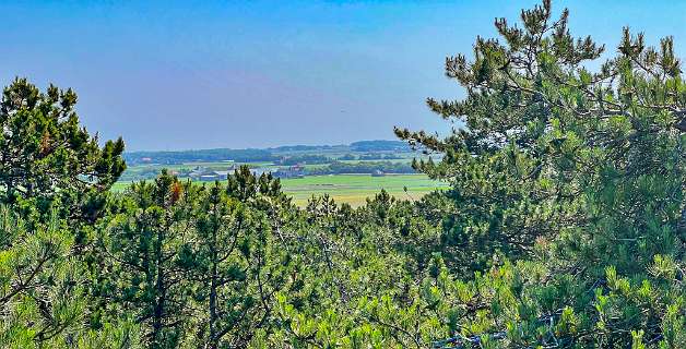 De bomen waren hoger dan de top van de uitkijktoren