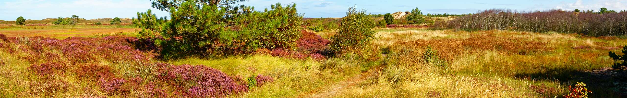 Klik om de knoppen te tonen of te verbergen
