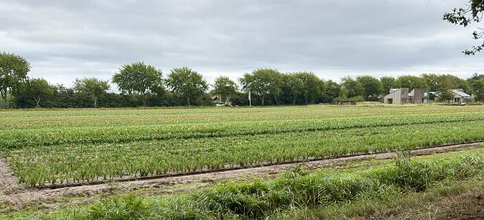 In 2026 gingen we via het Sommeltjespad met beeltjes naar de Windroos.