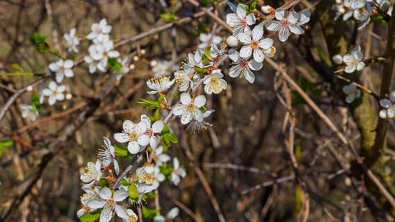 Prunus