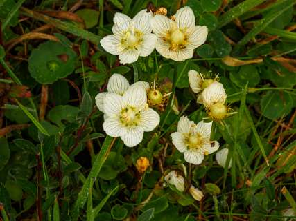 Parnassia