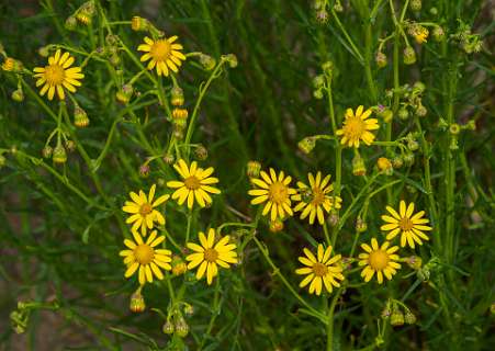 Senecio pinnatifolius