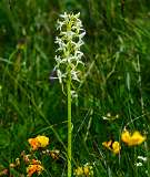 Witte Orchis