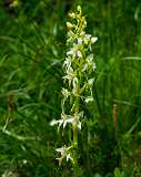 Gotchnaboden Wolfgang<br>Witte Orchis