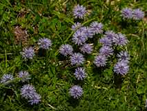 Alpinum, Schatzalp, botanische tuin<br>Zandblauwtje
